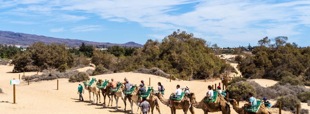 Tour en camellos en maspalomas gran canaria